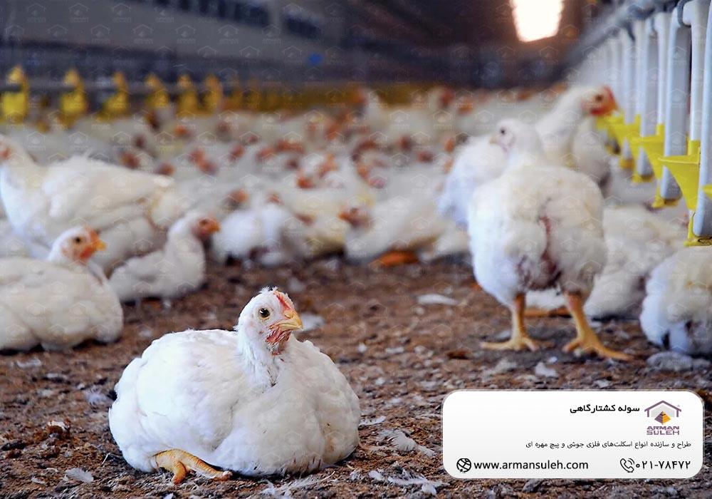 سوله کشتارگاهی
